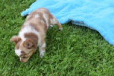 Chihuahua (reu) 54010