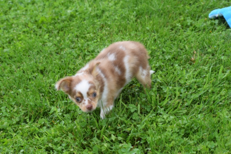 Chihuahua (reu) 54010