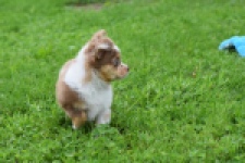 Chihuahua (reu) 54010