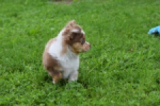 Chihuahua (reu) 54010