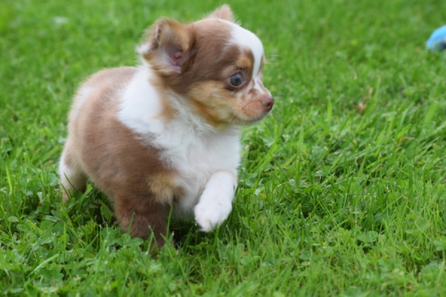 Chihuahua (reu) 54010