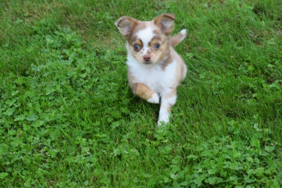 Chihuahua (reu) 54010
