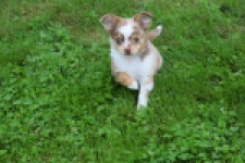 Chihuahua (reu) 54010