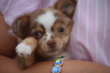 Chihuahua (reu) 54010