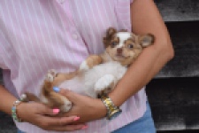 Chihuahua (reu) 54010