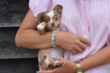 Chihuahua (reu) 54010
