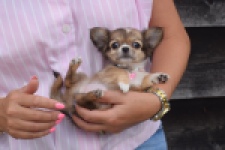 Chihuahua (teef) 53907