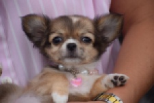 Chihuahua (teef) 53907