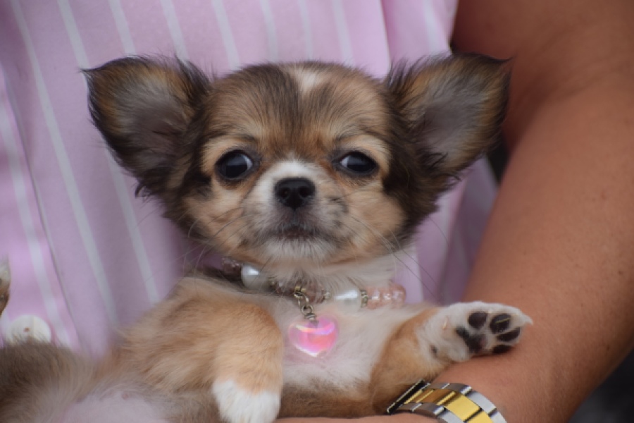 Chihuahua (teef) 53907