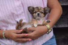 Chihuahua (teef) 53907