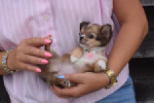 Chihuahua (teef) 53907