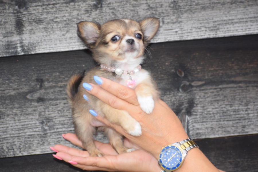 Chihuahua (teef) 53907