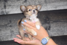 Chihuahua (teef) 53907