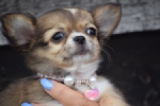 Chihuahua (teef) 53907