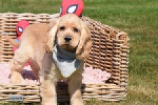 Amerikaanse cocker spaniel (teef) 02877