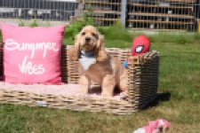 Amerikaanse cocker spaniel (teef) 02877