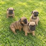 Franse bulldog nestje 
