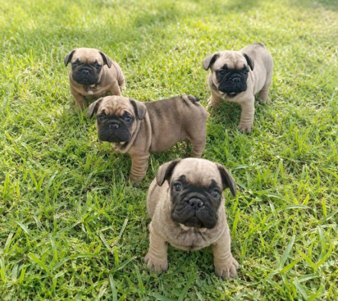 Franse bulldog nestje 