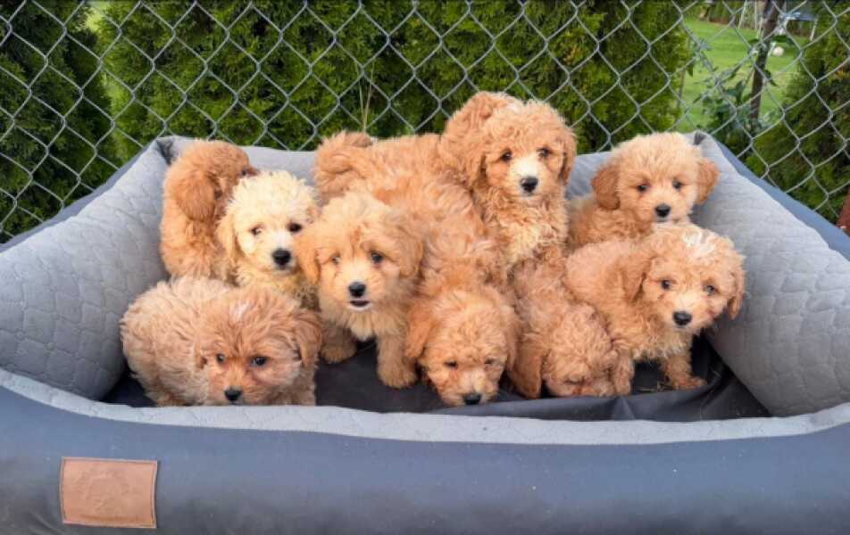 Maltipoo 