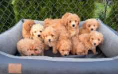 Maltipoo 