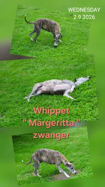 Whippet 
