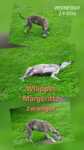 Whippet 
