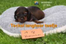 Teckel nestje 