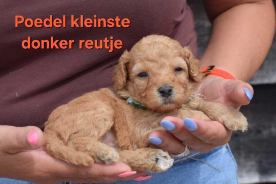Poedel nestje 