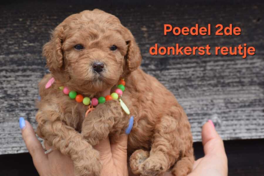 Poedel nestje 
