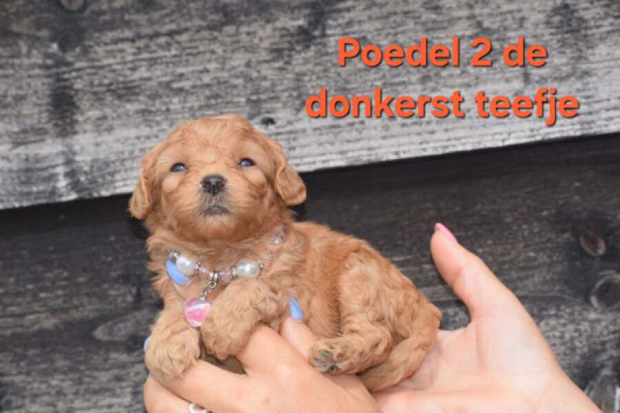 Poedel nestje 
