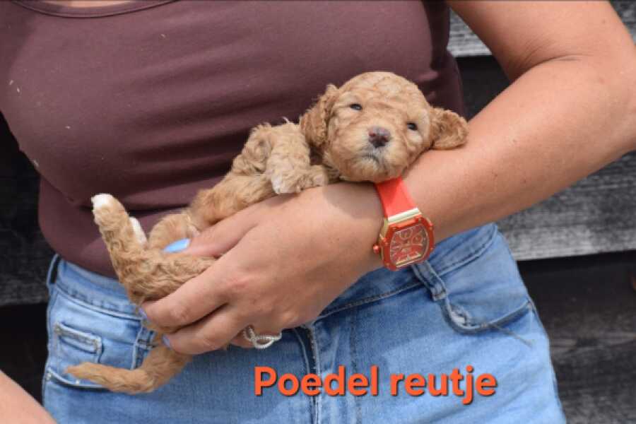 Poedel nestje 