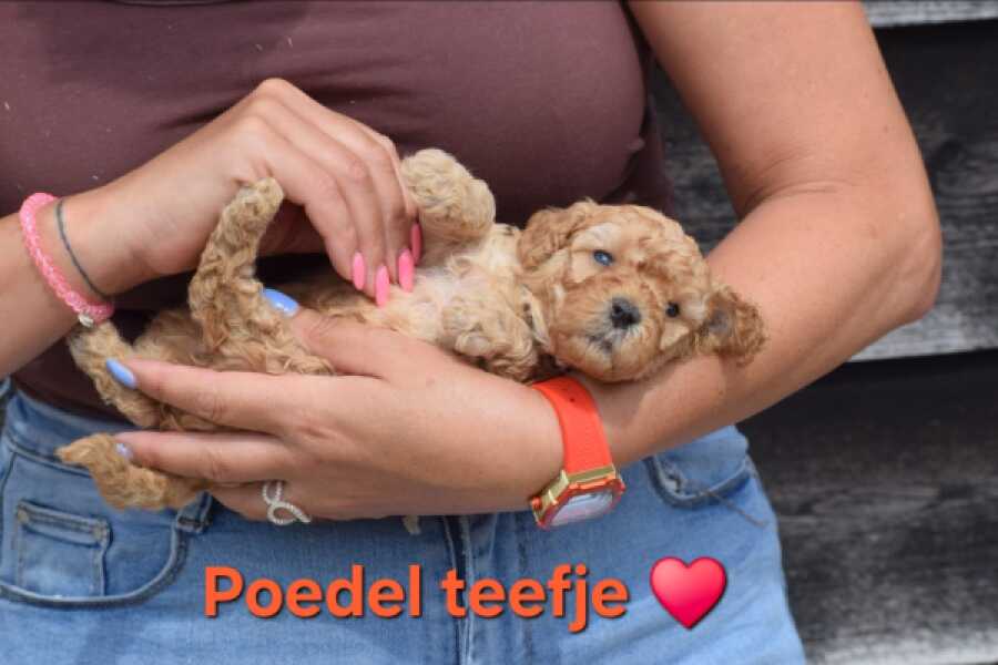 Poedel nestje 