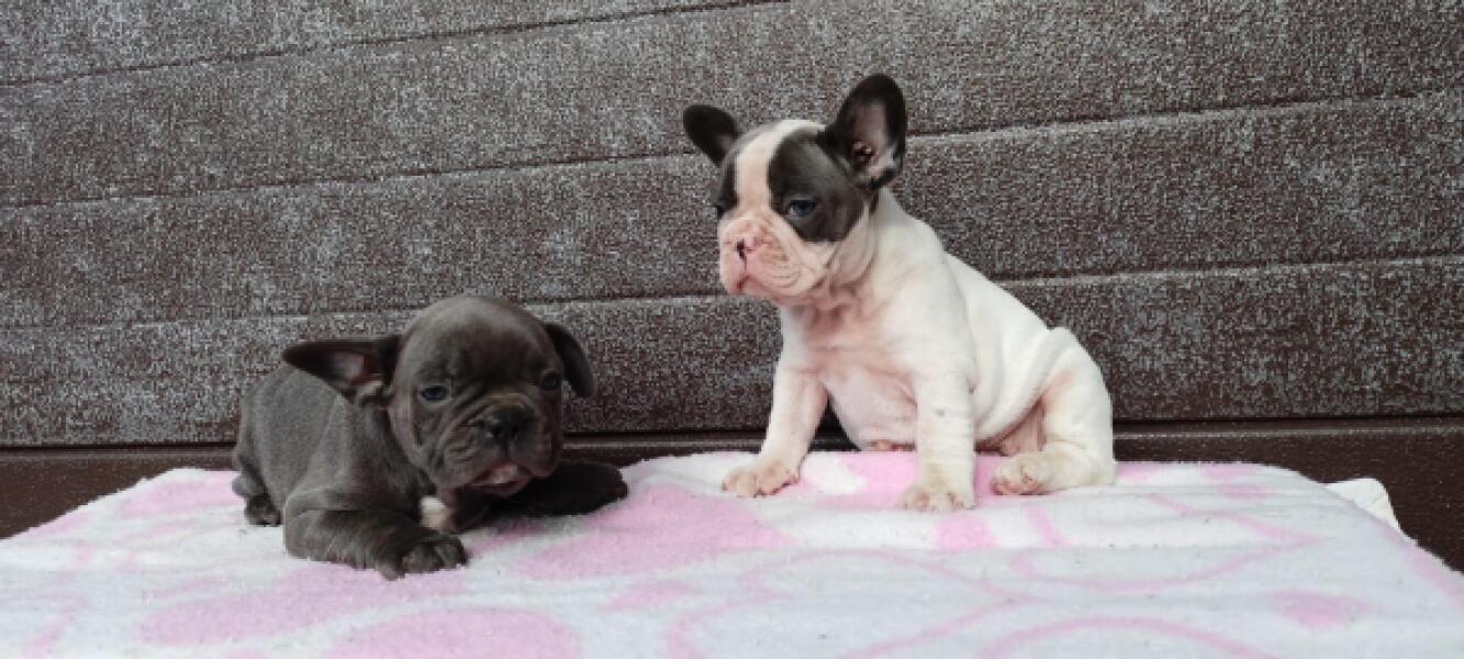 Franse bulldog nestje 