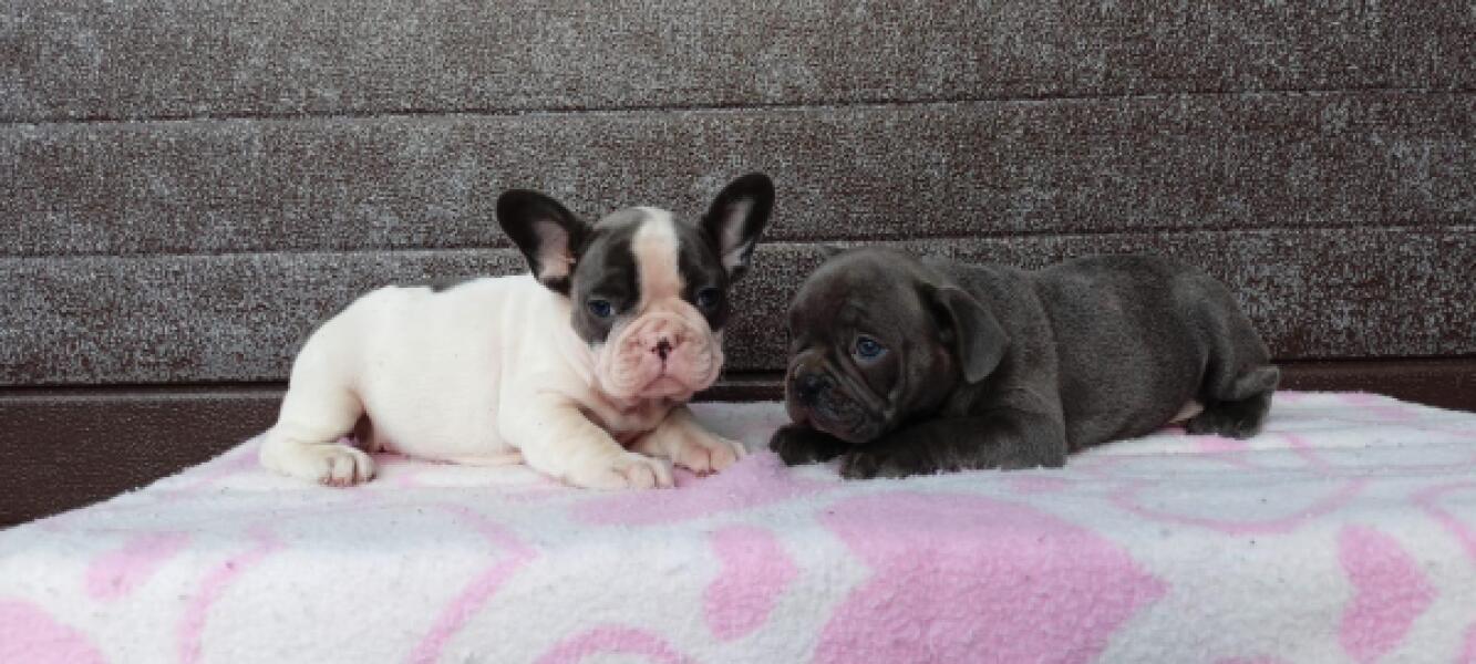 Franse bulldog nestje 