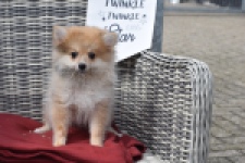 Keeshond (teef) 47006