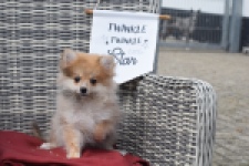 Keeshond (teef) 47006