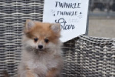 Keeshond (teef) 47006