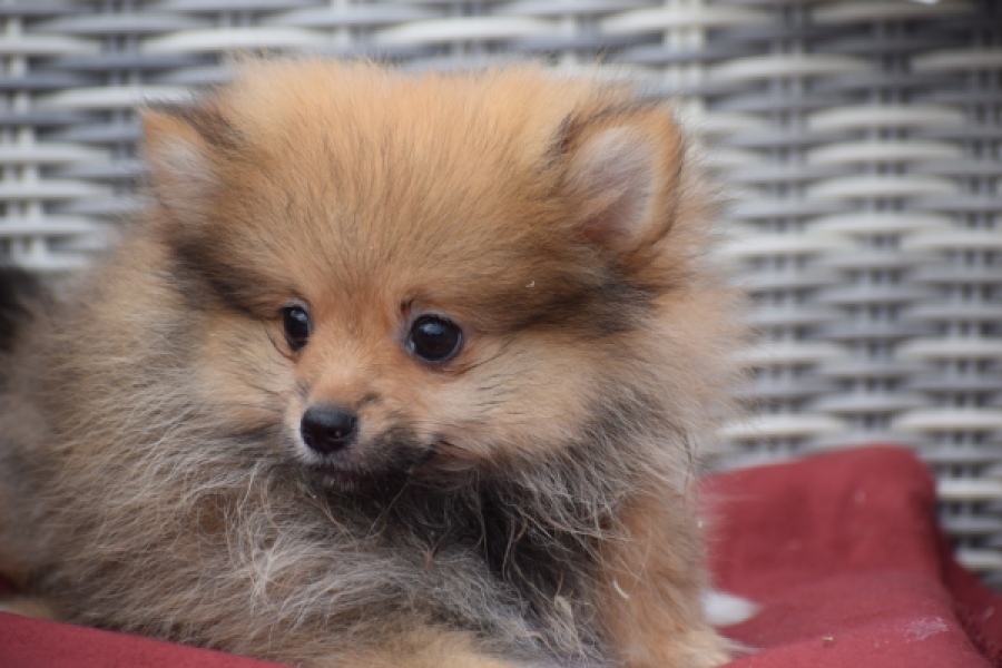 Keeshond (reu) 46812