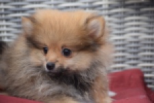 Keeshond (reu) 46812