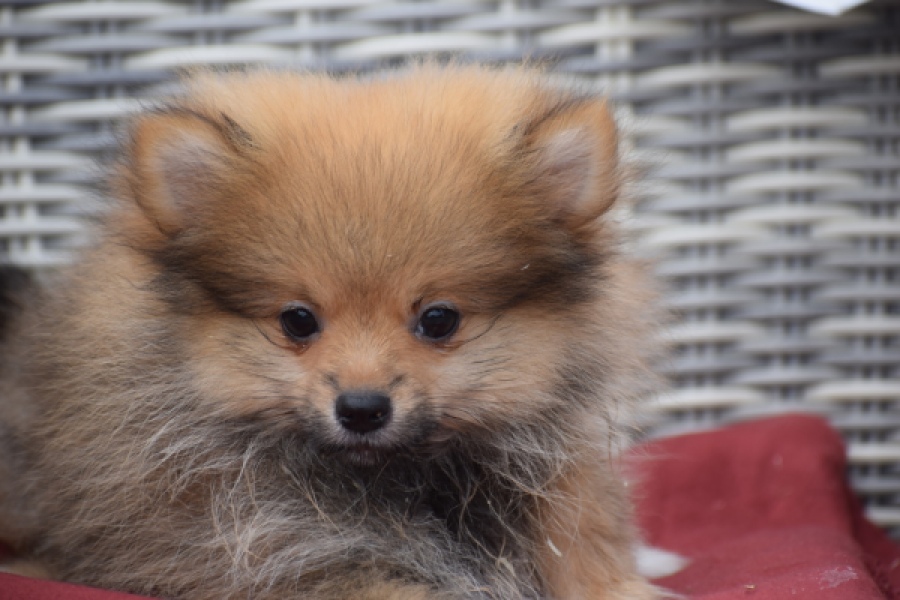 Keeshond (reu) 46812