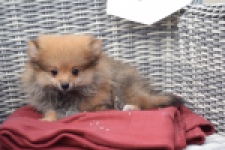 Keeshond (reu) 46812