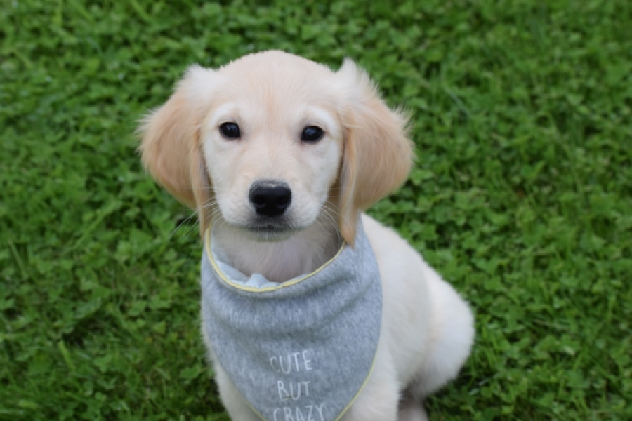 Retriever Golden (reu) 46941