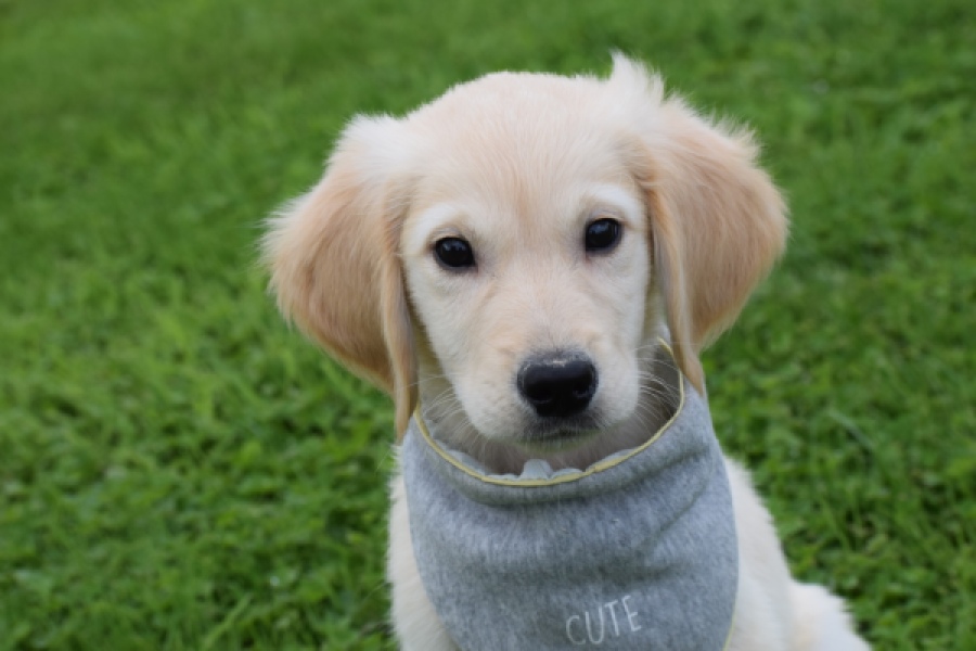 Retriever Golden (reu) 46941