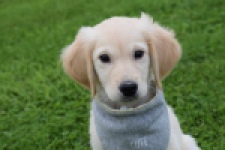 Retriever Golden (reu) 46941