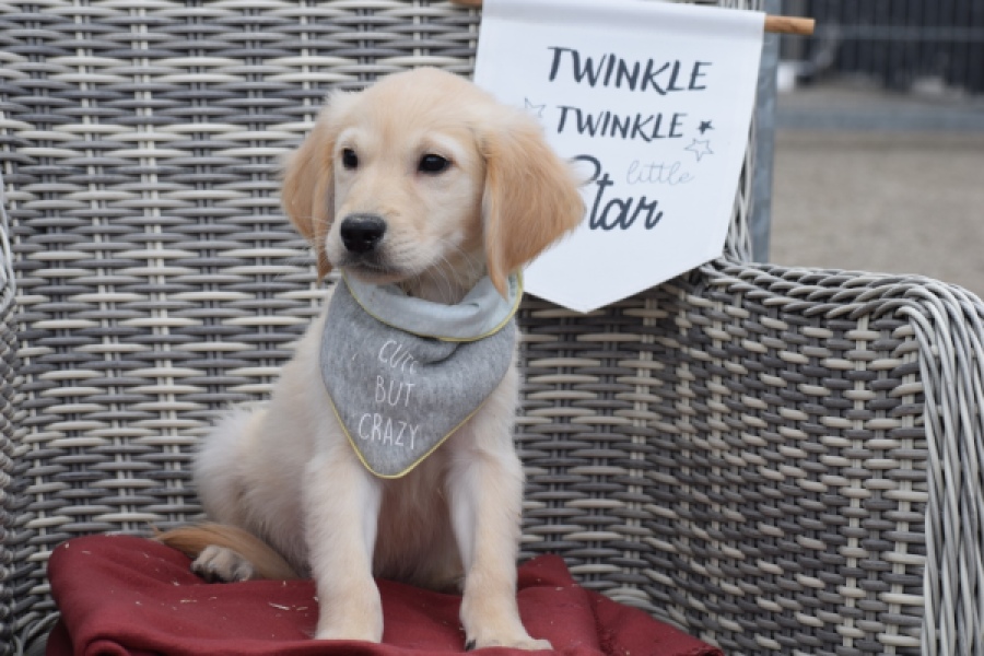 Retriever Golden (reu) 46941