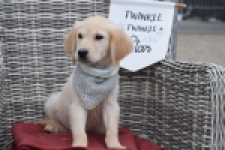 Retriever Golden (reu) 46941