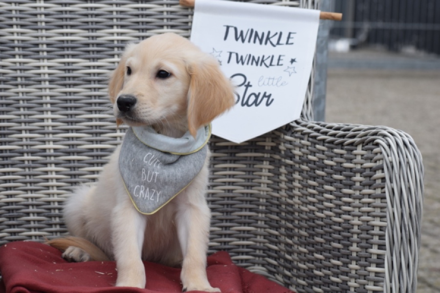 Retriever Golden (reu) 46941