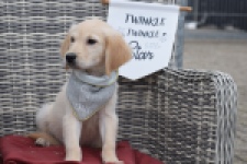Retriever Golden (reu) 46941