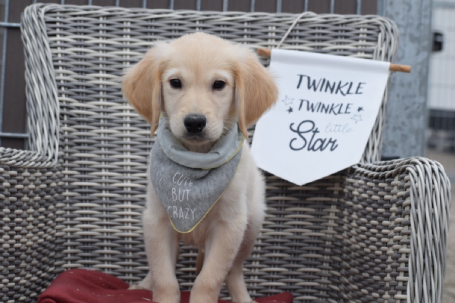 Retriever Golden (reu) 46941