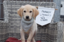 Retriever Golden (reu) 46941